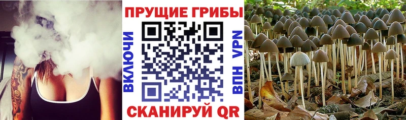 Псилоцибиновые грибы Cubensis Змеиногорск